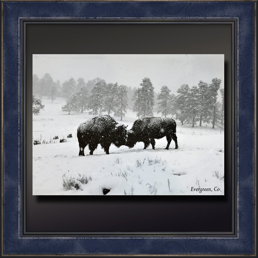 Snow Storm Buffalo Kiss